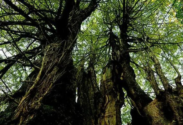 古树名木入列 湖南省地方重点保护野生动植物名录调整