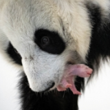 旅俄大熊猫首诞幼崽 莫斯科市长发文祝贺