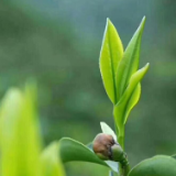 湖南“十大优异种质资源”出炉 保靖黄金茶、樟树港辣椒、华容芥菜等入选