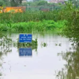 广东茂名70多条鳄鱼出逃 当地：暂无伤亡，居民尽量不出门