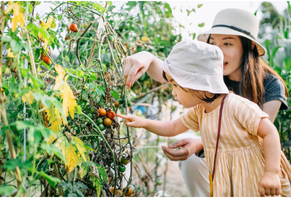 小小菜园地 育人大舞台