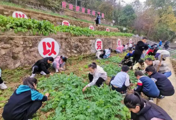 劳动教育在泥土中“发芽”