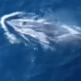 7年的探寻有“鲸”喜！布氏鲸回来了