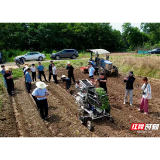 湖南农大：油菜机收减损与钵体苗移栽取得技术突破