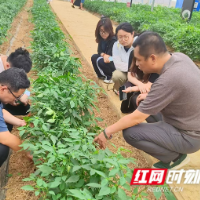 “椒香”田间绽青春!中南林科大学子“三下乡”助力乡村产业振兴