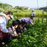 循着茶香访非遗,走进田野看振兴丨湘潭大学实践团赴金井镇开展“三下乡”实践