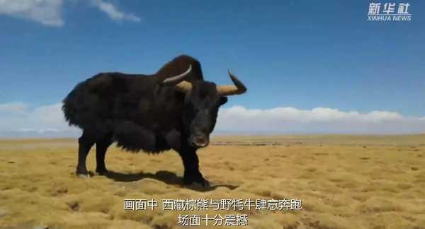 场面难得一见！无人机拍下西藏棕熊和野牦牛奔跑画面