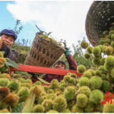 湖南高质量打赢脱贫攻坚战丨扶贫投入“节节高” 脱贫攻坚“粮草足”
