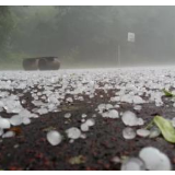 冰雹突袭云南勐海，致数十只世界濒危物种钳嘴鹳死亡