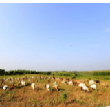走出脱贫致富的“羊倌大道”