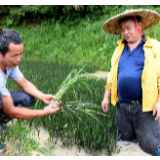 一位山区农民的彩稻“致富经”