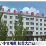 黑龙江：小小食用菌 让贫困户就近就地脱贫增收