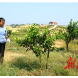 走向胜利·决战决胜乡村述说丨种出脐橙扎下根