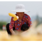 这些丰收的笑脸，守卫了这个庚子的粮食安全