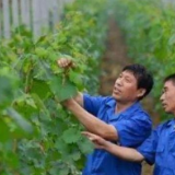 中办、国办印发《关于加快推进乡村人才振兴的意见》