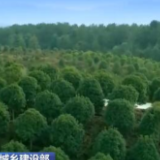 我国已建成城市公园约1.8万个 城市建成区绿地面积较2012年前增加近50%