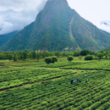 【石榴花开 籽籽同心】波密易贡：一片小茶叶，兴了乡村，富了百姓