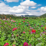 旅游天堂“变形记”①|见山望水话乡韵 云岭山乡孕新机