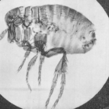 全球连线 | 专家：美国中情局文件证实美在朝鲜战争中使用生物武器