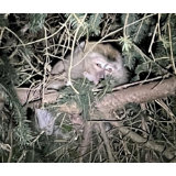 美国实验室猴子“出逃”，女子接触后果然......