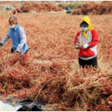 新华全媒+丨河套农户:“慧”种辣椒 丰产增效