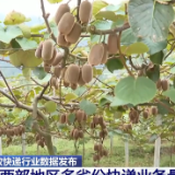 1—9月全国快递业务量超800亿件 中西部地区多省份快递业务量增速超20%