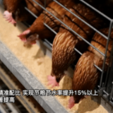 新华全媒+｜山东巨野：细分市场 鸡蛋做成十亿级产业