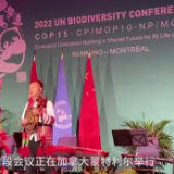 全球连线｜亮相蒙特利尔的海菜腔，有什么来头？