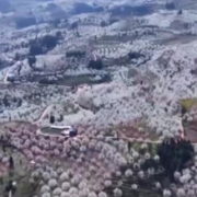 云南个旧 春天的中国 万亩梨花绽放 如雪似雾迎春