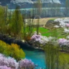 瞰中国·春回大地｜新疆：帕米尔高原迎来最美杏花季