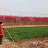 河北安国：防疫春耕两不误