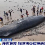 【凡人微光】搁浅抹香鲸重回大海 感谢这些可爱的人