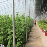 一年之计在于春|“疫”样的春天,别样的春耕新事