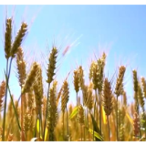 大国“粮”策|冬小麦种植在黄河沿线乡镇基本全覆盖 丰收在望