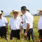 朱国贤：扎实抓好早稻抢收晚稻抢插 确保实现全年粮食生产目标