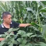 田头如何耕耘出“甜头”：探访皖北一家农民专业合作社