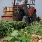 在希望的田野上 | 万亩花生迎来收获期 机械化收割助力增效