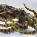 时刻知道丨春节来临,吃喝前千万要注意这些易混淆食物!