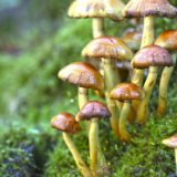 时刻知道丨雨水多发季，警惕致命毒蘑菇！