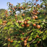 全省油茶产业高质量发展现场推进会在衡阳召开