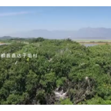 大美中国 候鸟北归丨苍鹭“衔”来的村庄