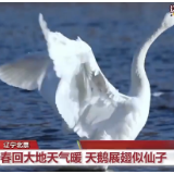 春天里的中国丨苍鹭翩跹 处处花香 一起感受春的气息！