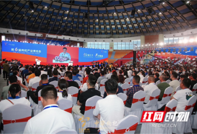 “红果果”成“金果果”，第六届枸杞产业博览会于宁夏中宁县开幕