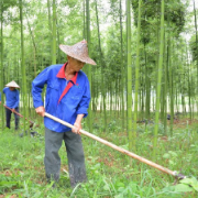 高质量发展调研行丨福建建瓯：绿色竹山渐成幸福“靠山”