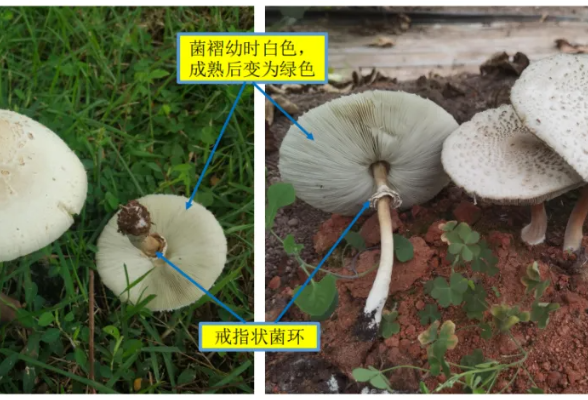  湖南发布野生蘑菇中毒风险分级地图 7县市区被确定为高风险区