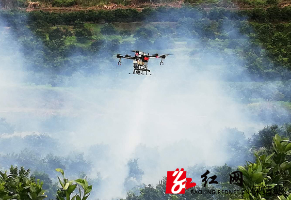 植保无人机在柑橘田间运作1.jpg 植保无人机在柑橘田间运作1.jpg