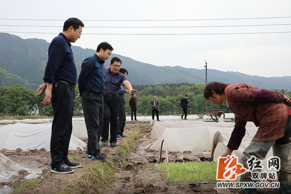 苏小康察看集中育秧情况2_副本.png