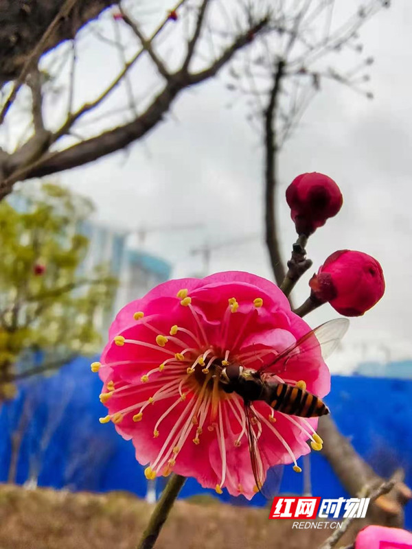 微信图片_20210202112243.jpg 微信图片_20210202112243.jpg