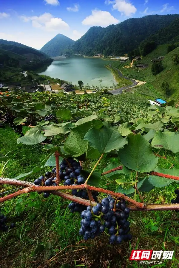 南方葡萄沟。.png 南方葡萄沟。.png