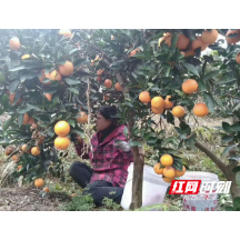 怀化麻阳县烟草专卖局成立冰糖橙推销志愿服务队